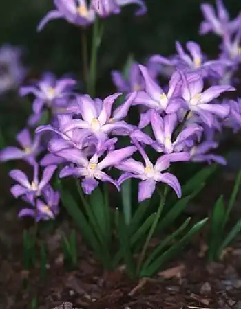 Фото Chionodoxa luciliae (Chionodoxa luciliaes)