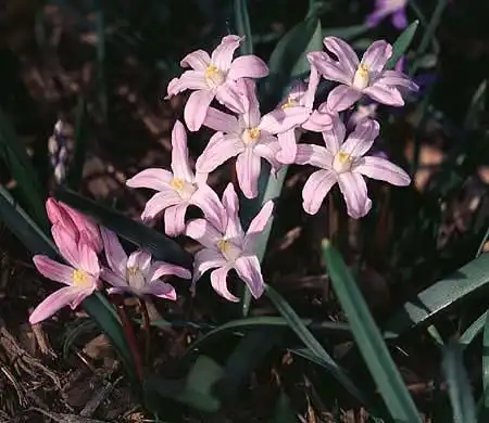 Фото Chionodoxa luciliae - :