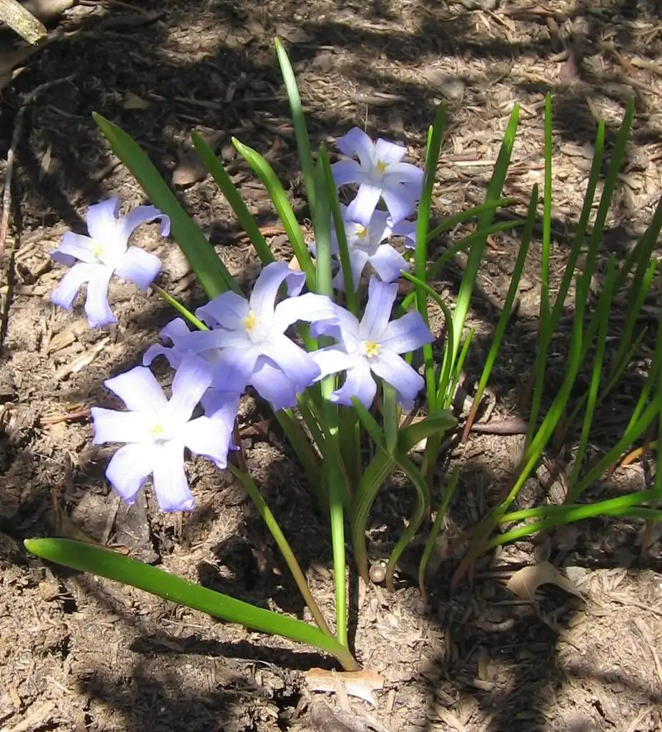 Фото Chionodoxa luciliae - Form:Ruhrfisch