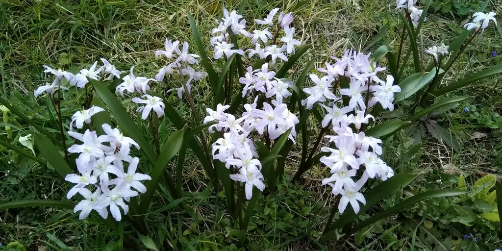 Фото Chionodoxa luciliae - naturalized effect of cultivar 'alba':Patrice 78500