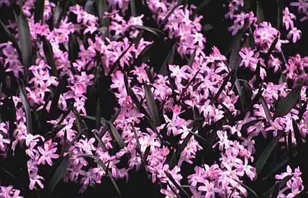 Фото Chionodoxa luciliae - :