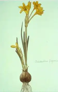 Фото Chlidanthus (Chlidanthuss)