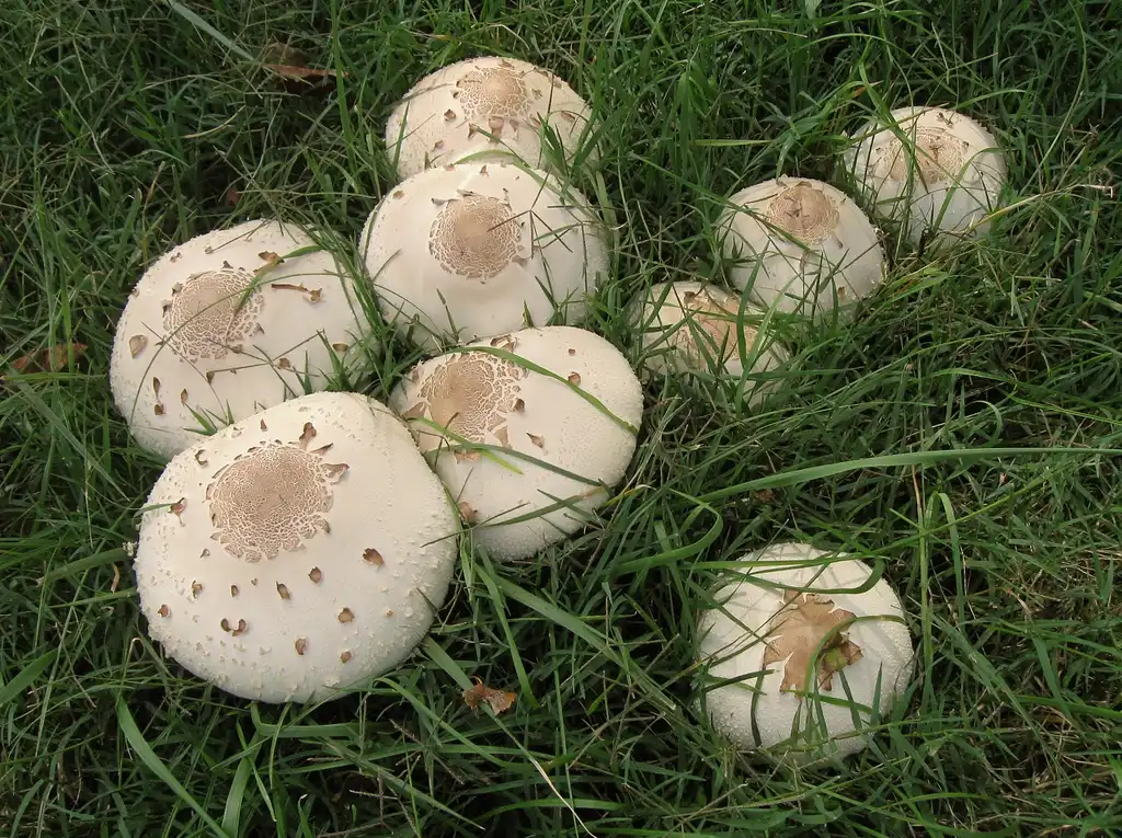 Фото Chlorophyllum molybdites (Chlorophyllum molybditess)