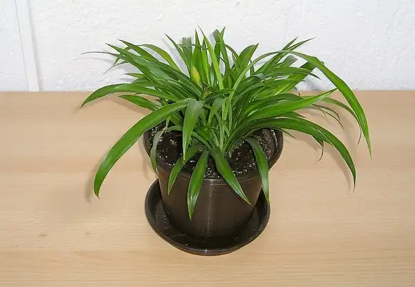 Foto de Chlorophytum comosum (Chlorophytum comosums)