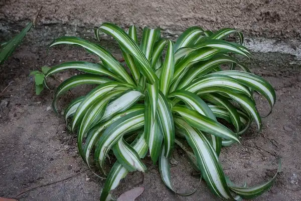 Foto de Chlorophytum comosum (Chlorophytum comosums)