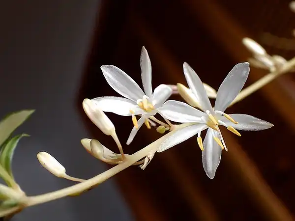 Foto de Chlorophytum comosum - :Jean Marie Van der Maren