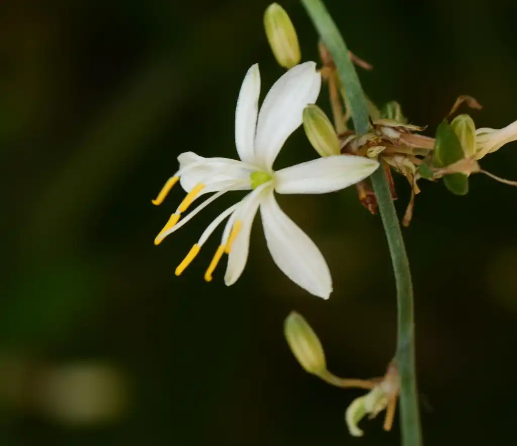 Foto de Chlorophytum comosum - flower and stem:Pancrat