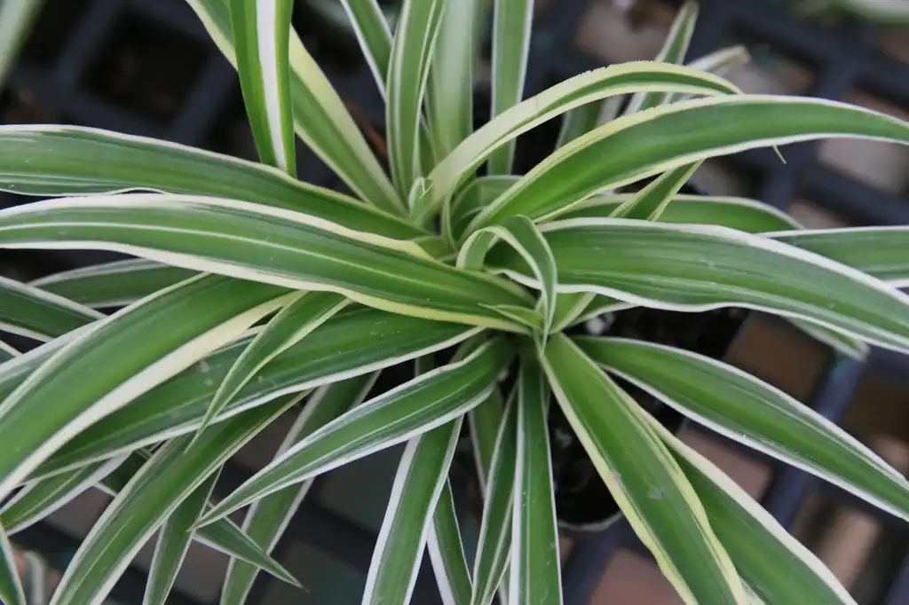 Foto de Chlorophytum comosum - leaves and form:David J Stang