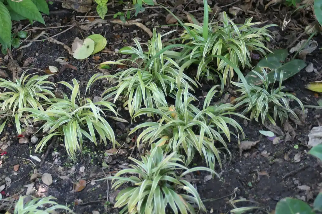 Photo of Chlorophytum laxum (Chlorophytum laxums)