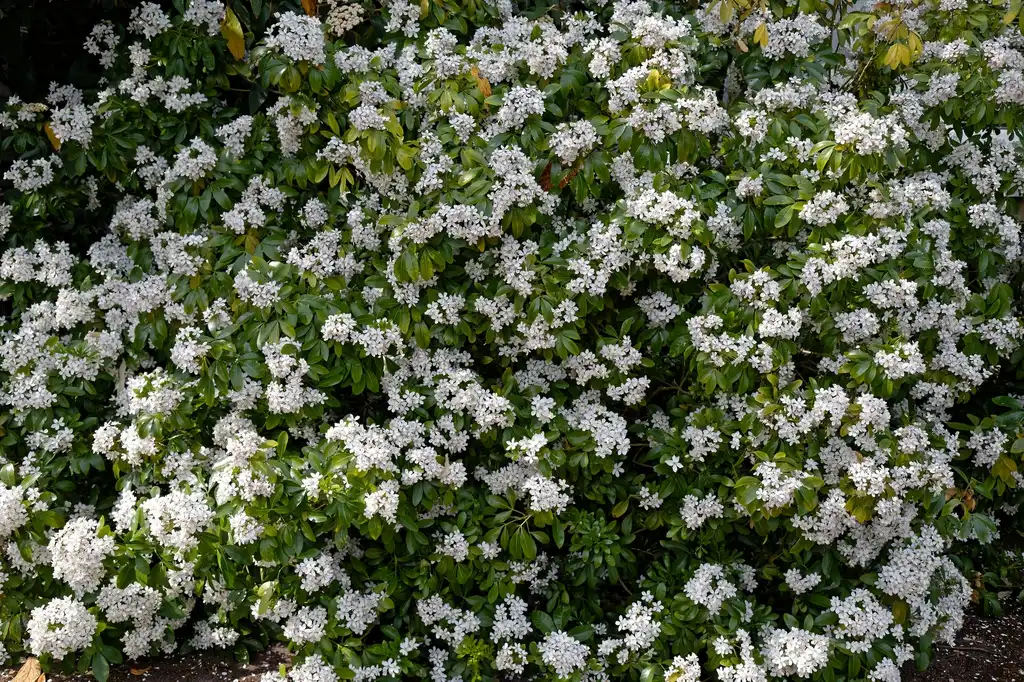 Фото Choisya ternata (Choisya ternatas)