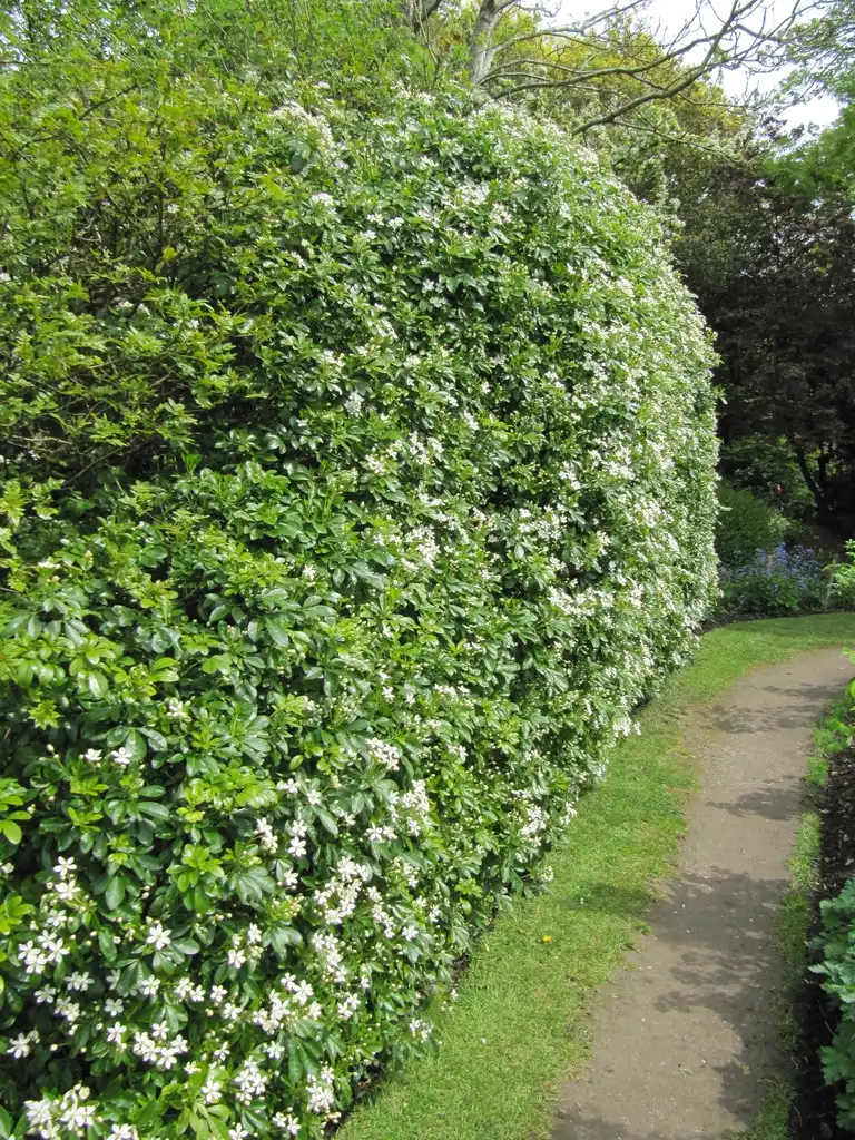 Фото Choisya ternata (Choisya ternatas)