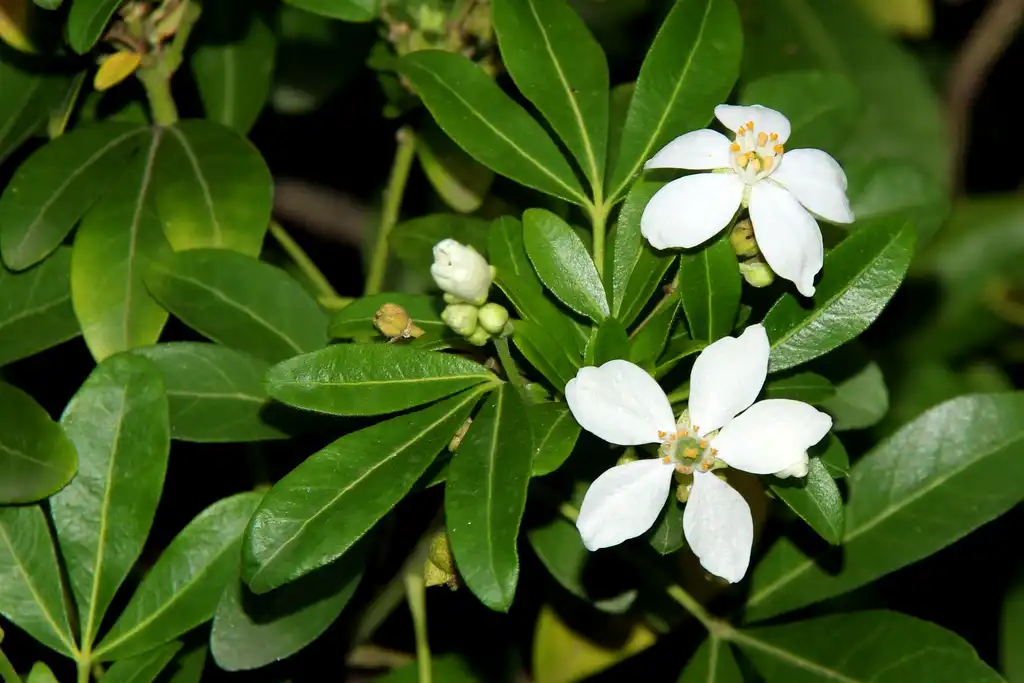 Фото Choisya ternata - leaves and flowers:Manuel M V