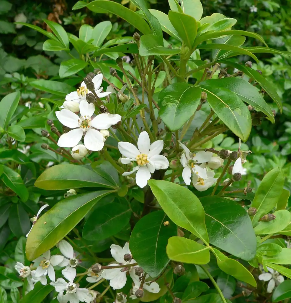 Фото Choisya ternata - leaves and flowers:Stan Shebs