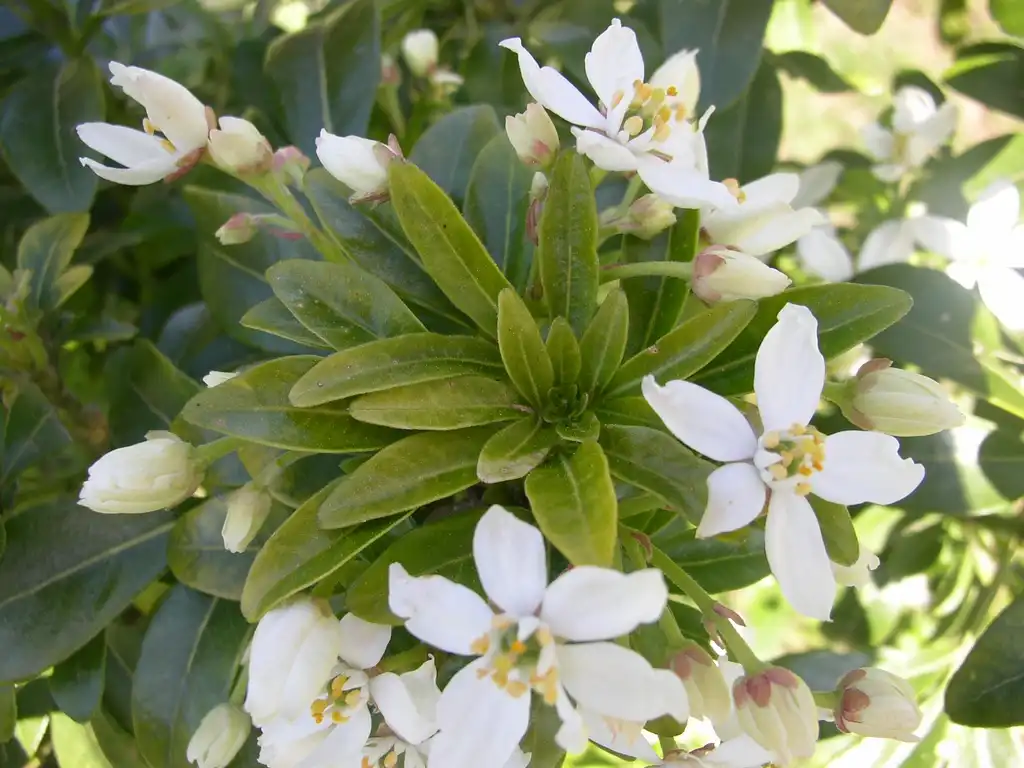 Фото Choisya ternata - leaves and flowers:Et caetera