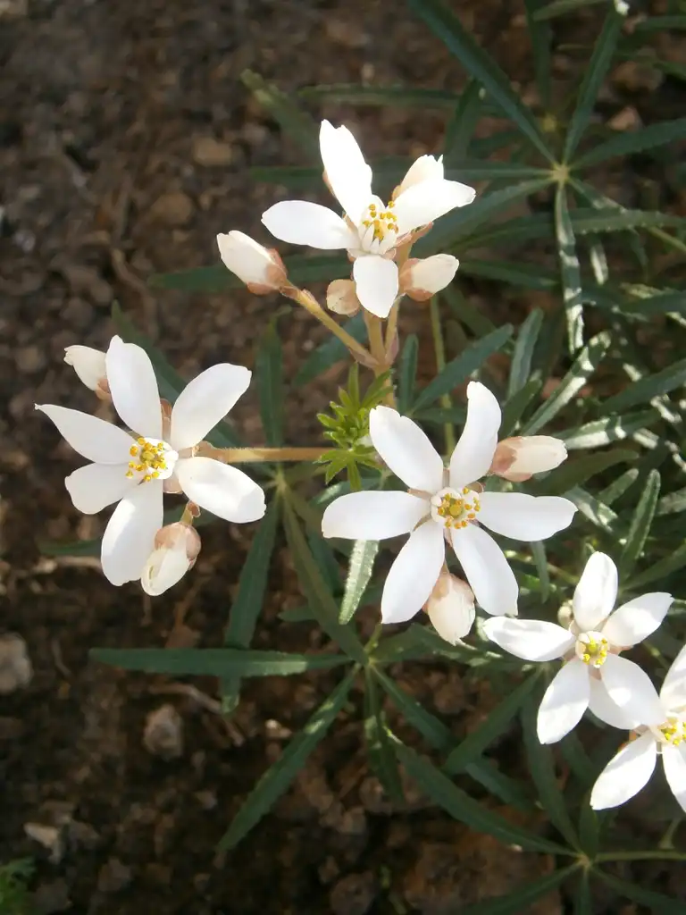 Фото Choisya ternata - Flower and leaves:Meneerke bloem