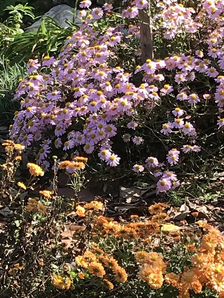 Photo of Chrysanthemum (Rubellum Group) (Chrysanthemum (Rubellum Group)s)