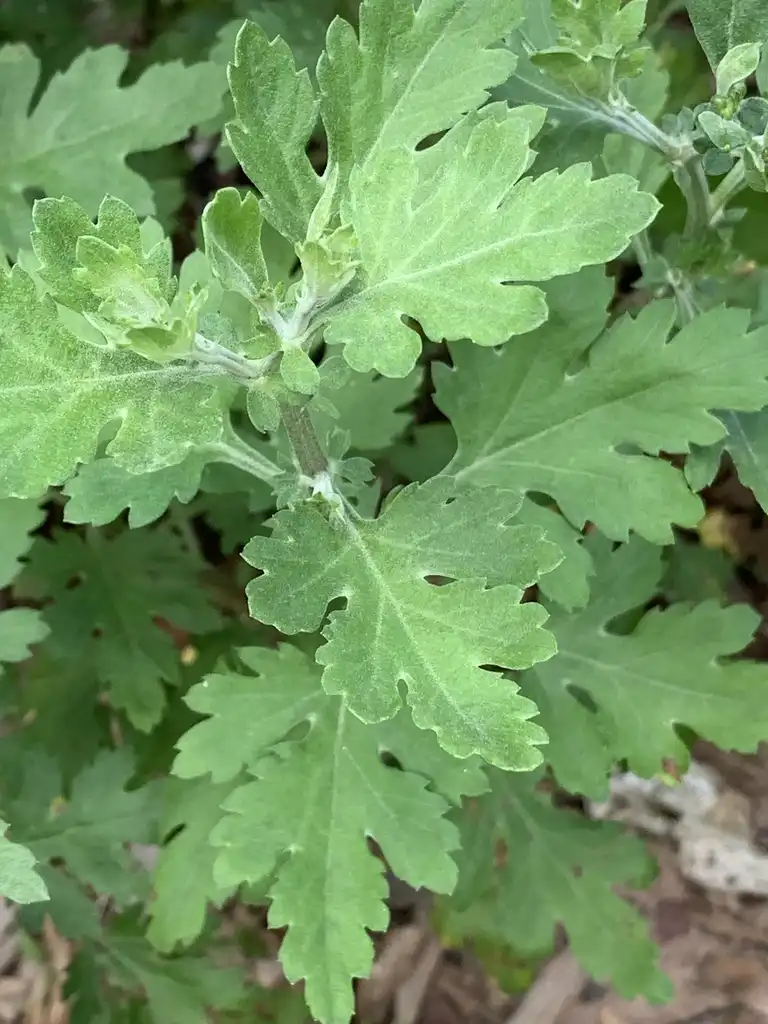 Photo of Chrysanthemum (Rubellum Group) (Chrysanthemum (Rubellum Group)s)