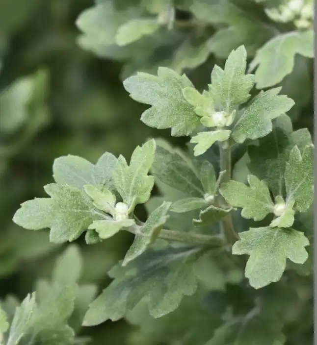 Photo of Chrysanthemum (Rubellum Group) - Leaves (Warren County,NC):Cathy Dewitt