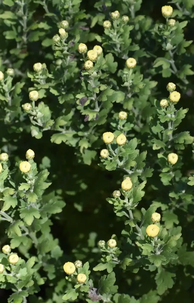 Photo of Chrysanthemum (Rubellum Group) - Flower (Wake County, NC):Cathy Dewitt