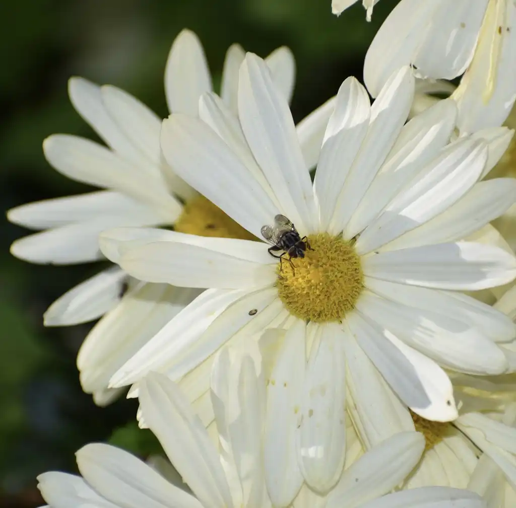 Photo of Chrysanthemum (Rubellum Group) - Flower Close-up (Warren County, NC)-Late Fall:Cathy Dewitt