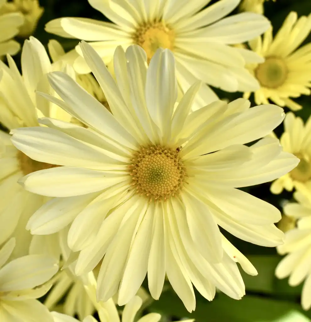 Photo of Chrysanthemum (Rubellum Group) - Flower detail (Warren County, NC)-Early Fall:Cathy Dewitt