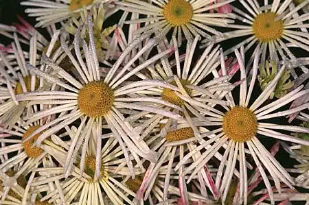 Photo of Chrysanthemum x morifolium (Chrysanthemum x morifoliums)