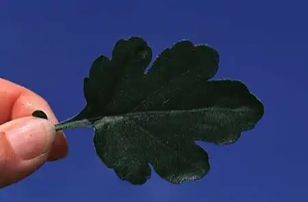 Photo of Chrysanthemum x morifolium (Chrysanthemum x morifoliums)