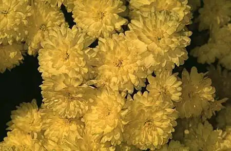 Photo of Chrysanthemum x morifolium - :