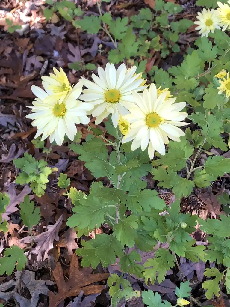 Photo of Chrysanthemum x morifolium - 'Gethsemane Moonlight' Flower Close-up (Wake County, NC):Cathy Dewitt