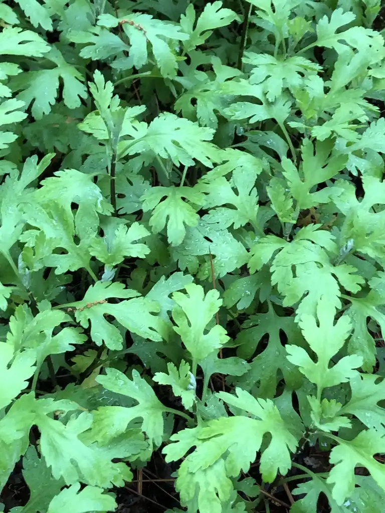 Photo of Chrysanthemum x morifolium - 'Gethsemane Moonlight' Leaves (Wake County,NC)-Mid Spring:Cathy Dewitt
