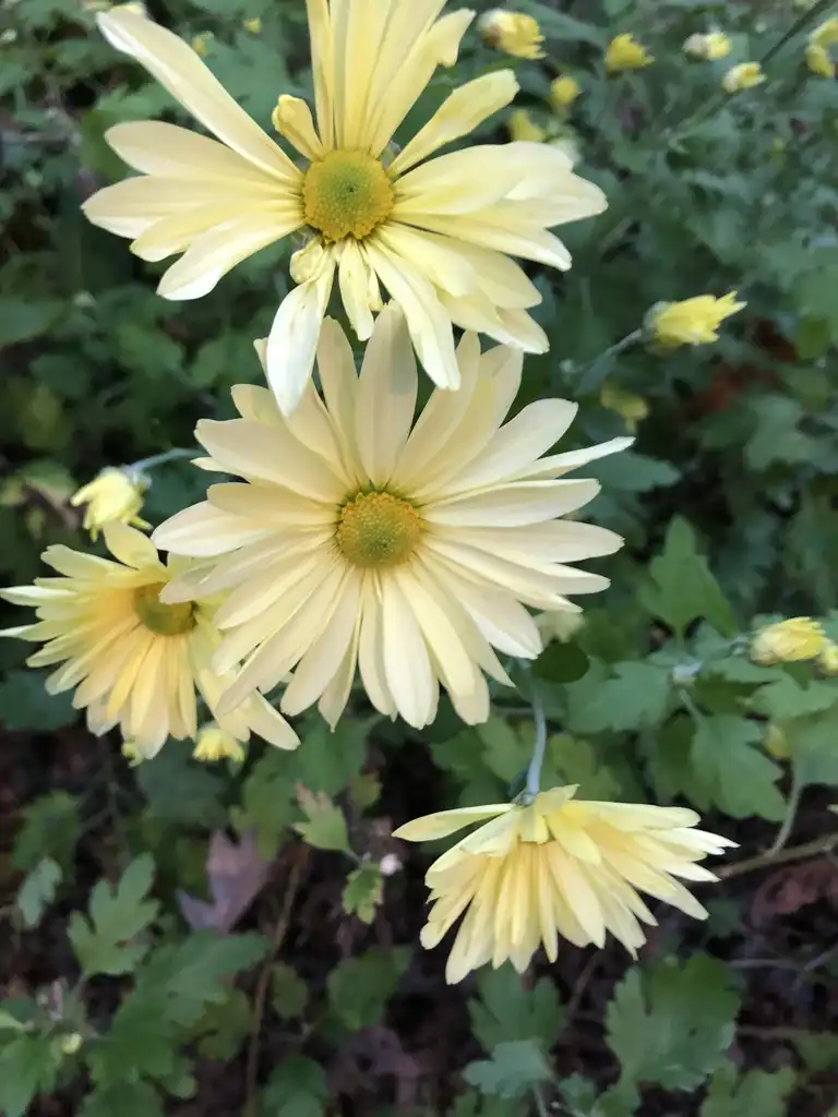 Photo of Chrysanthemum x morifolium - 'Gethsemane Moonlight' Flower Close-up (Wake County, NC):Cathy Dewitt