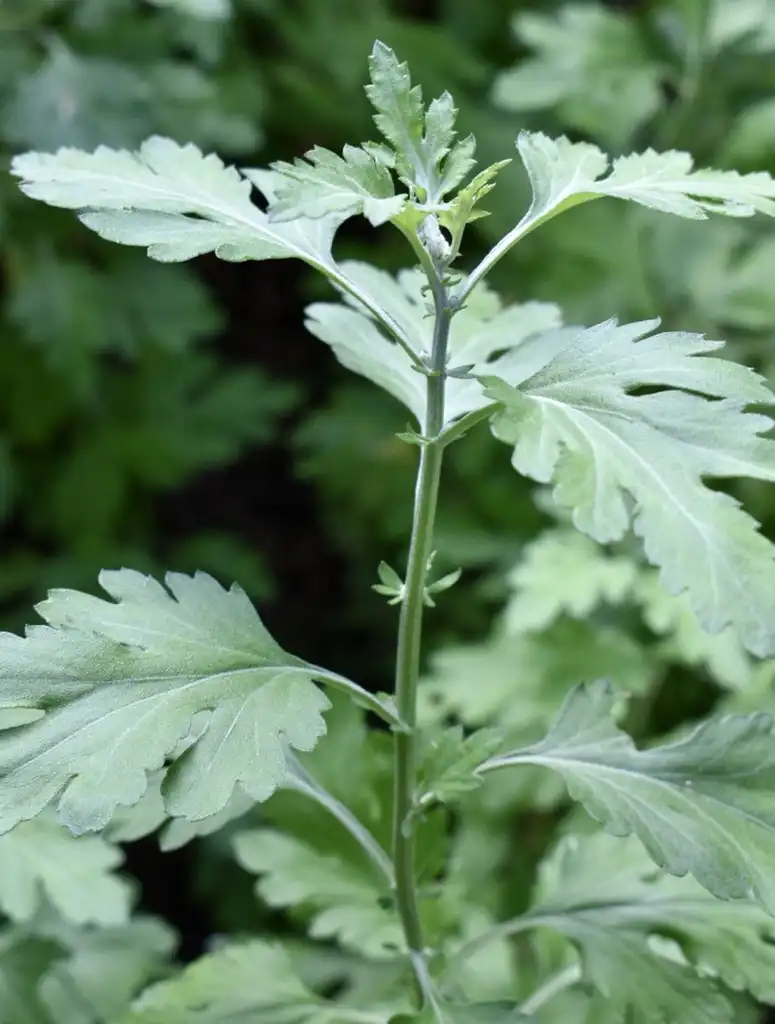 Photo of Chrysanthemum x morifolium - 'Gethsemane Moonlight' Leaves (Wake County,NC):Cathy Dewitt