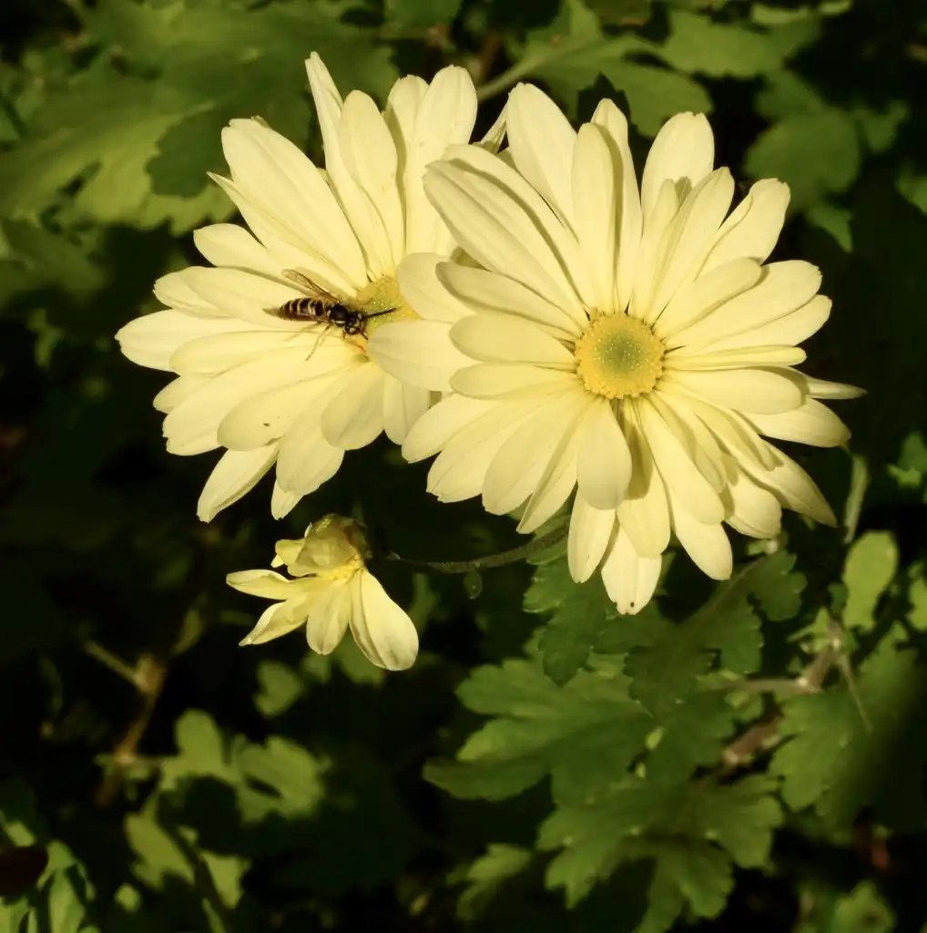 Photo of Chrysanthemum x morifolium - 'Gethsemane Moonlight' Pollinator and flower (Wake County, NC)-Mid Fall:Cathy Dewitt