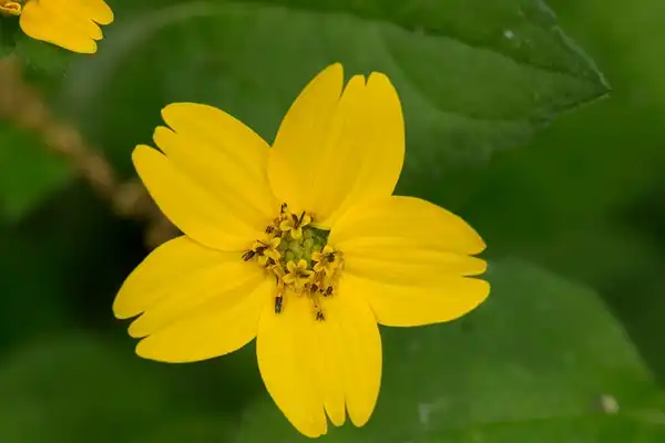 Photo of Chrysogonum virginianum var. brevistolon (Chrysogonum virginianum var. brevistolons)