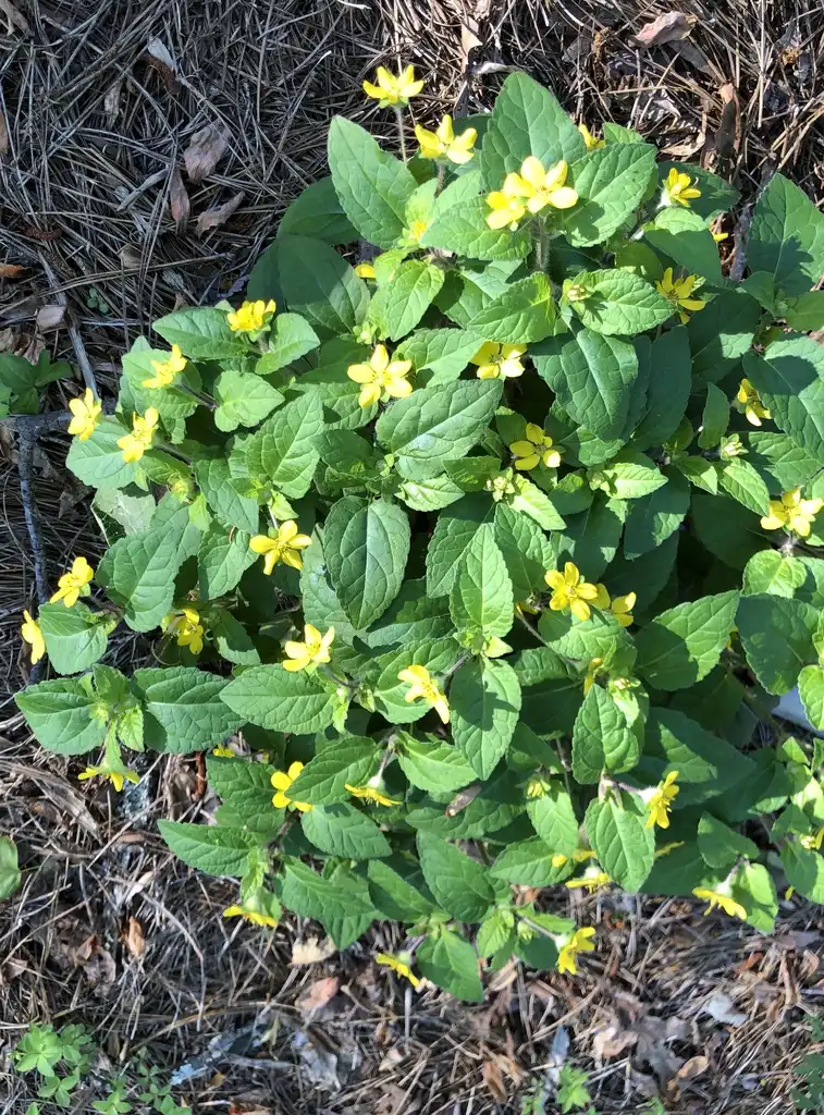Фото Chrysogonum virginianum (Chrysogonum virginianums)