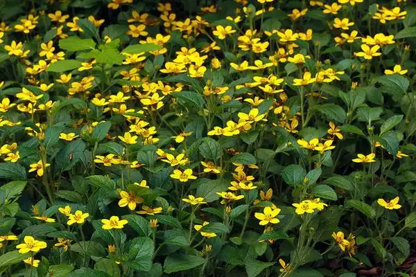 Фото Chrysogonum virginianum - Mass planted as a groundcover.:Tom Potterfield