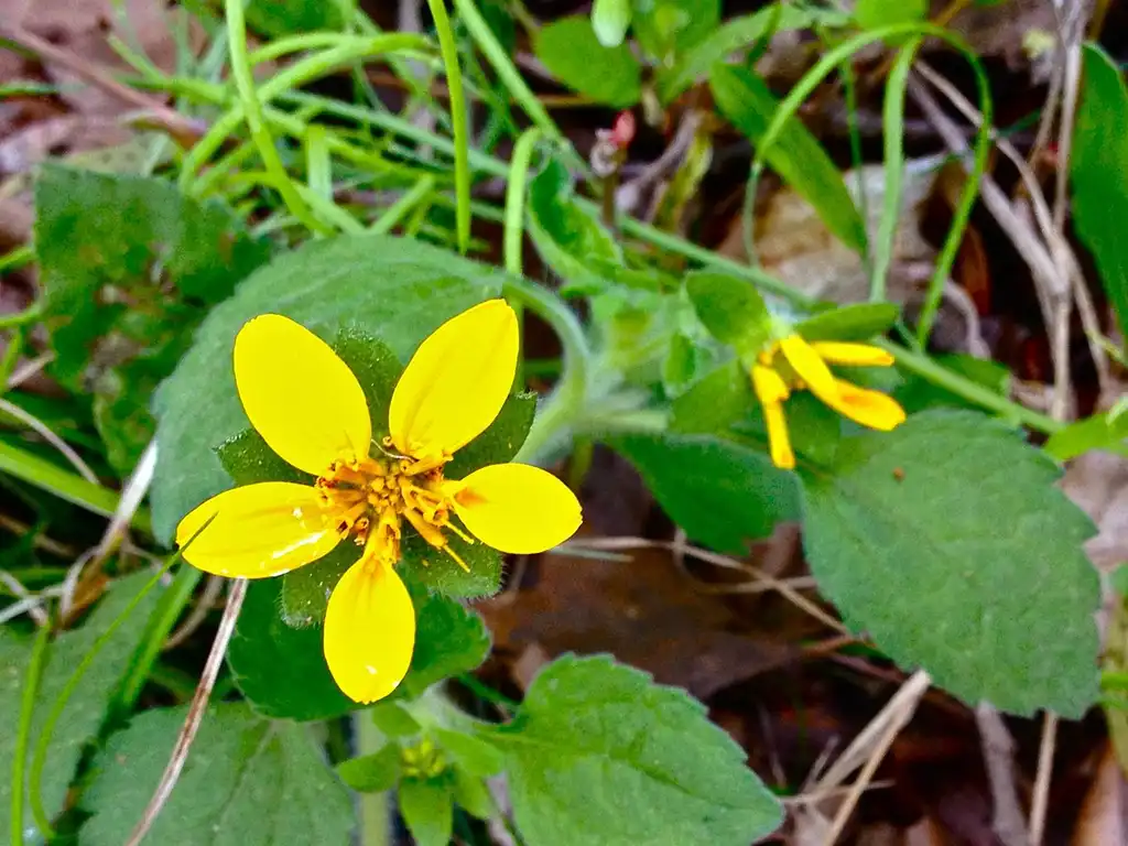 Фото Chrysogonum virginianum - Flower:Fritz Flohr Reynolds