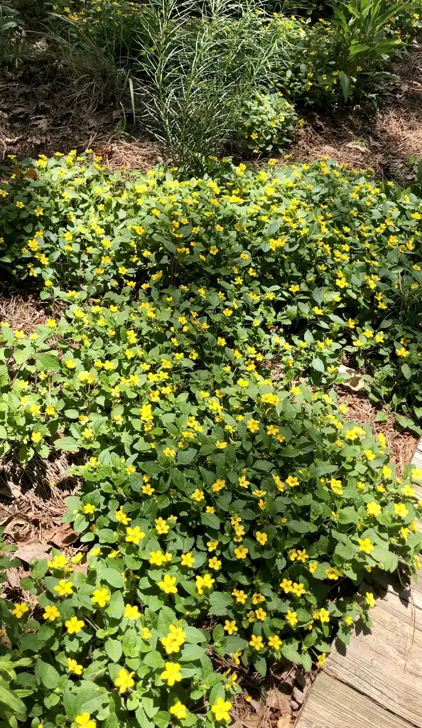 Фото Chrysogonum virginianum - Full Form (Wake County,NC):Cathy Dewitt