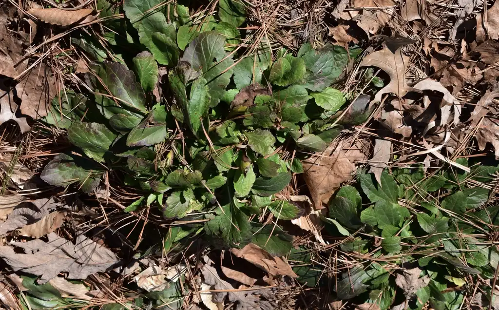 Фото Chrysogonum virginianum - Form (Crowder Park, NC)-Winter:Cathy Dewitt