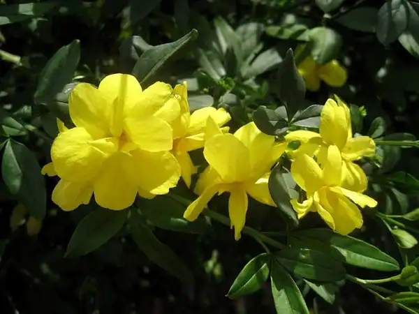 Photo of Chrysojasminum floridum (Chrysojasminum floridums)