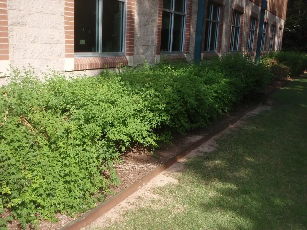 Photo of Chrysojasminum floridum (Chrysojasminum floridums)