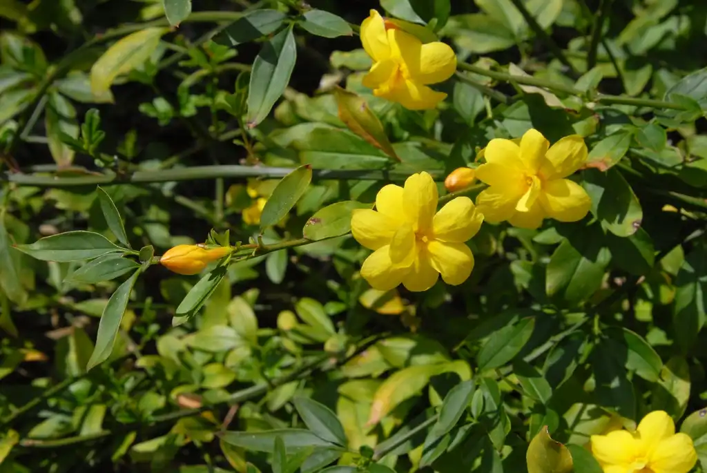 Photo of Chrysojasminum floridum - Flower Bud:Jim Robbins