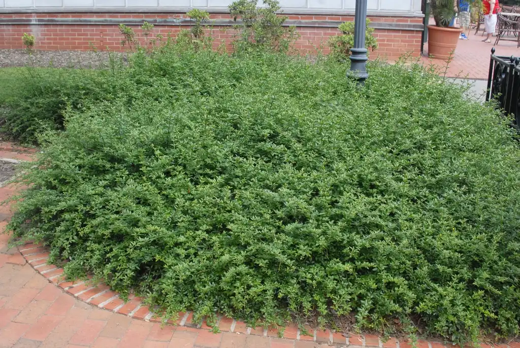 Photo of Chrysojasminum floridum - Form (Biltmore, NC):Jim Robbins