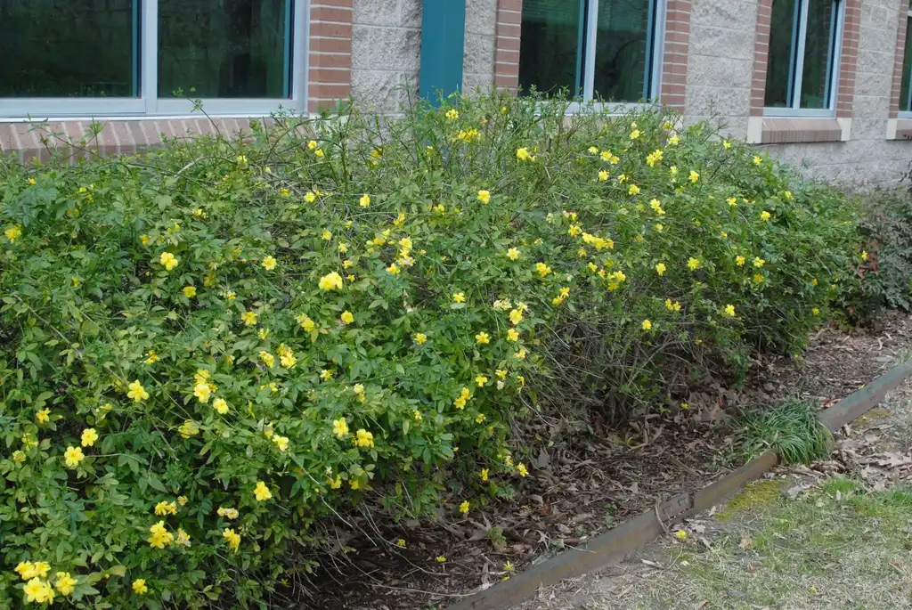 Photo of Chrysojasminum floridum - Flower Form:Jim Robbins