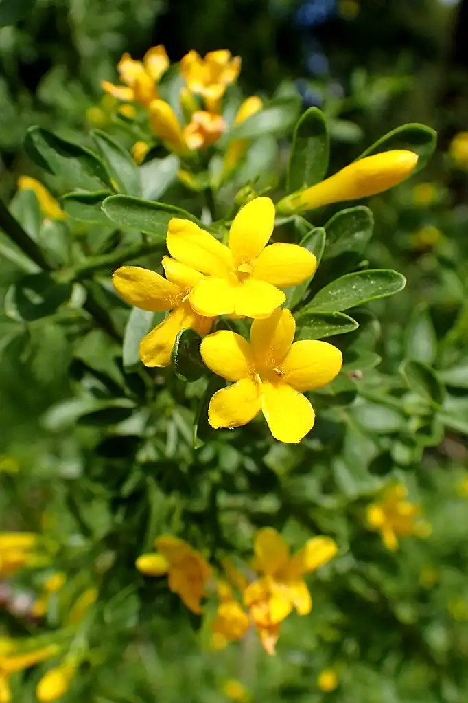 Photo of Chrysojasminum fruticans (Chrysojasminum fruticanss)