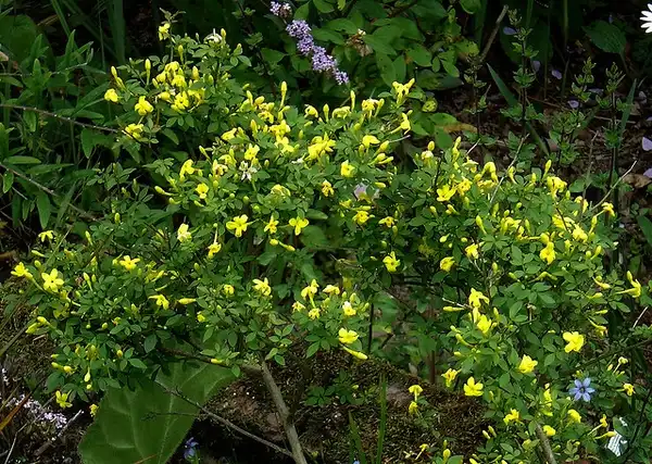 Photo of Chrysojasminum fruticans (Chrysojasminum fruticanss)