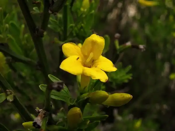 Photo of Chrysojasminum fruticans - Jasminum fruticans:jacinta lluch valero