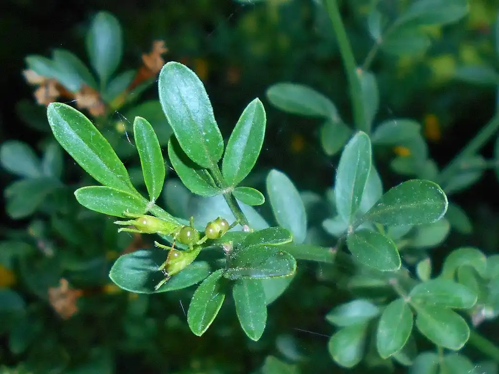 Photo of Chrysojasminum fruticans - Leaves:Salicyna
