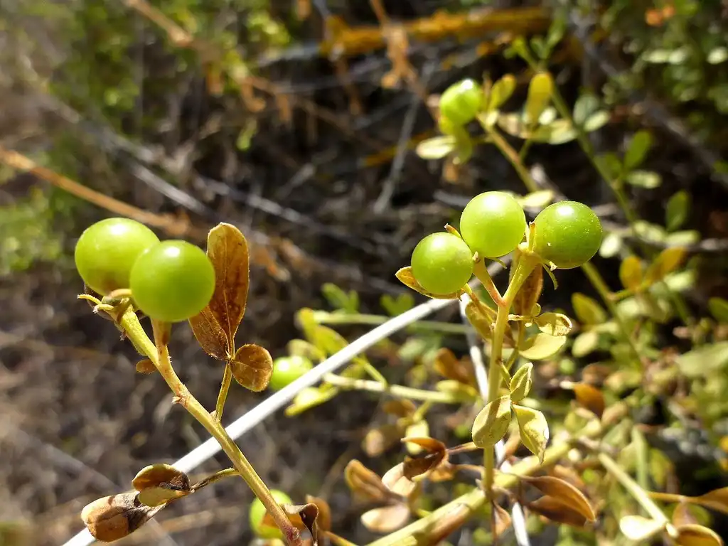 Photo of Chrysojasminum fruticans - Unripe fruits:Isidre blanc