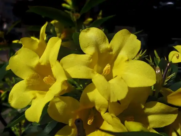 Foto de Chrysojasminum humile (Chrysojasminum humiles)